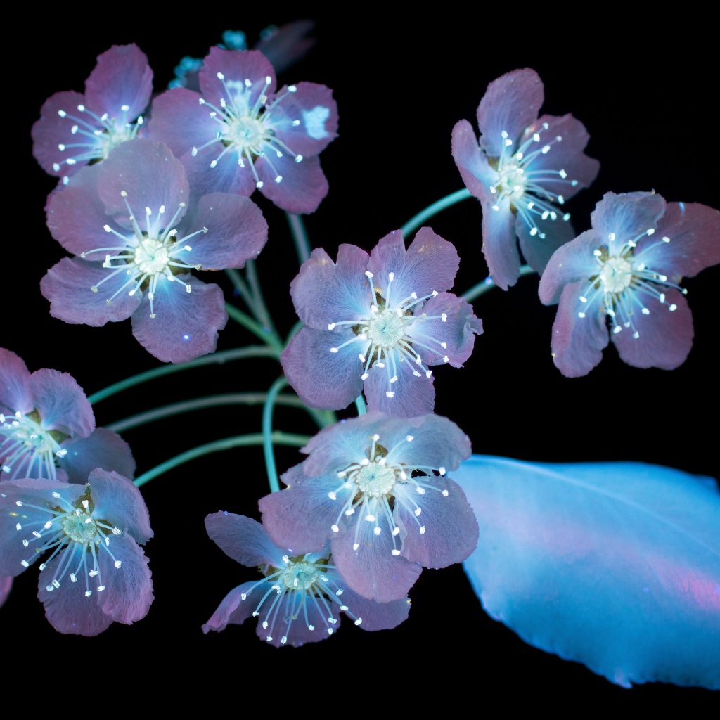 Фиолетовые цветы на черном фоне, 3д графика