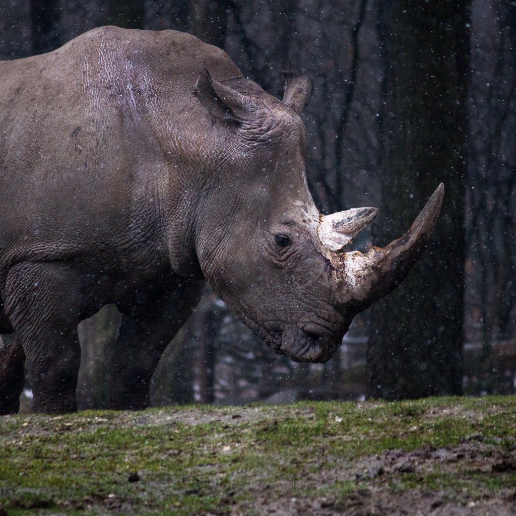 Большой носорог в лесу