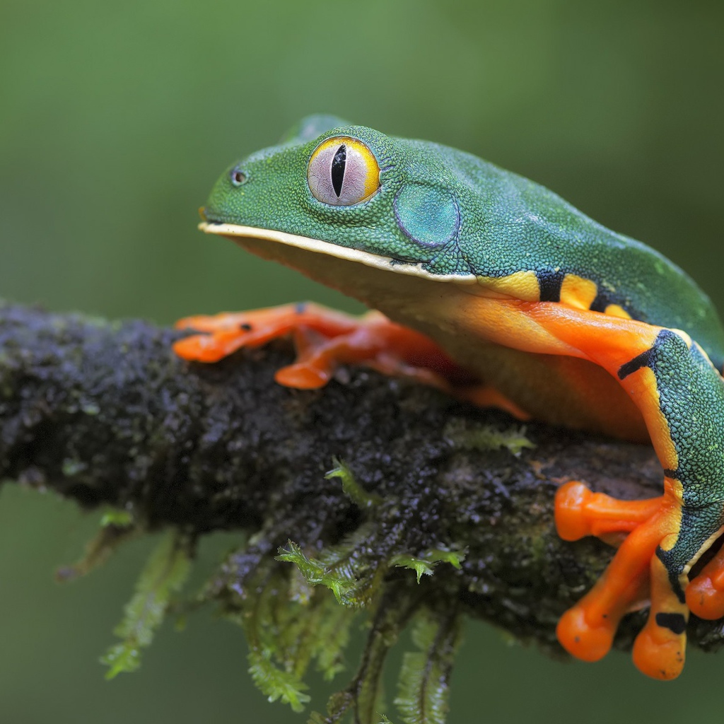 Лягушка сидит на мокрой ветке 