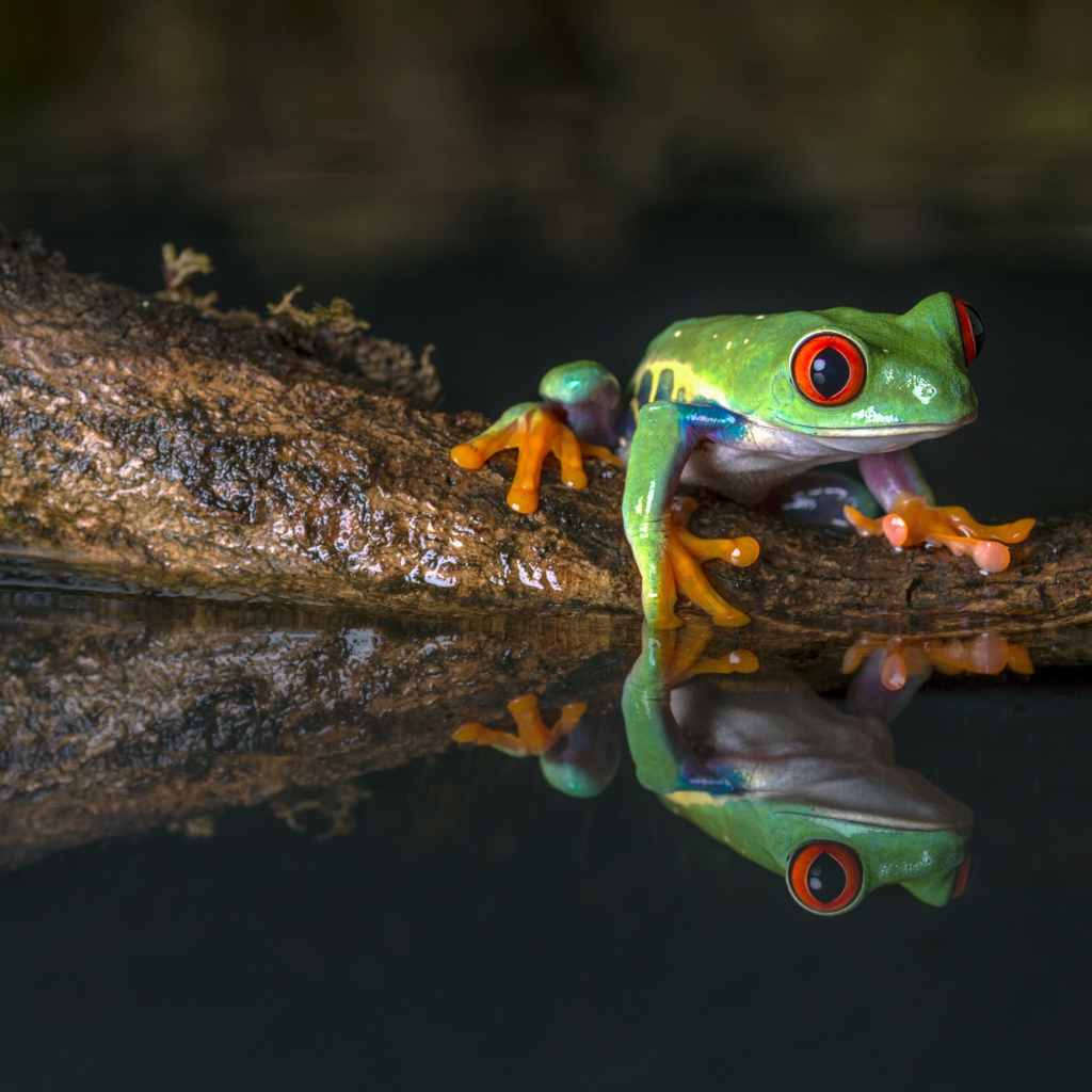 Зеленая лягушка на коряге в воде 