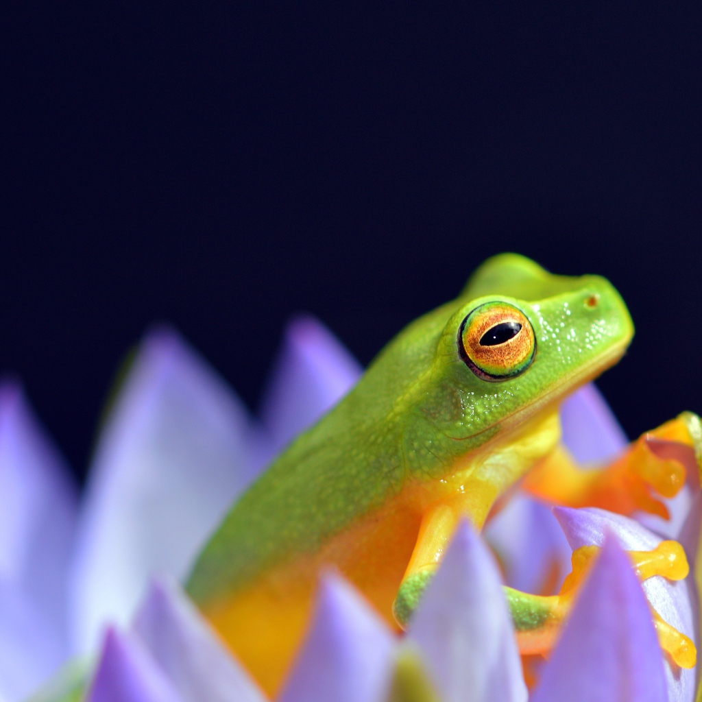 Зеленая лягушка сидит в цветке лотоса на синем фоне