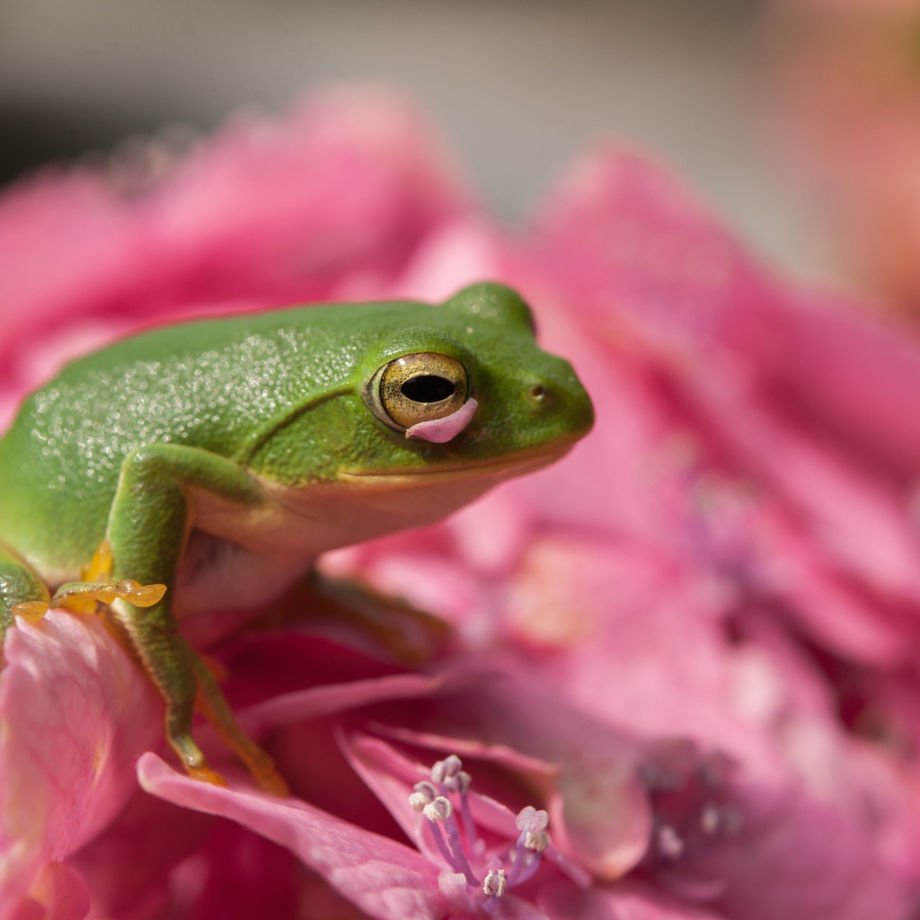 Зеленая лягушка сидит на розовом цветке