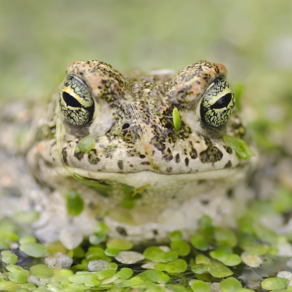 Большая лягушка в пруду