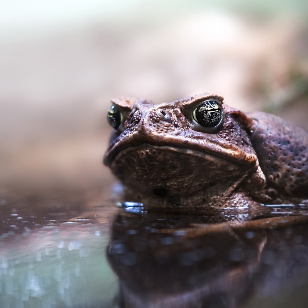 Большая жаба сидит в воде