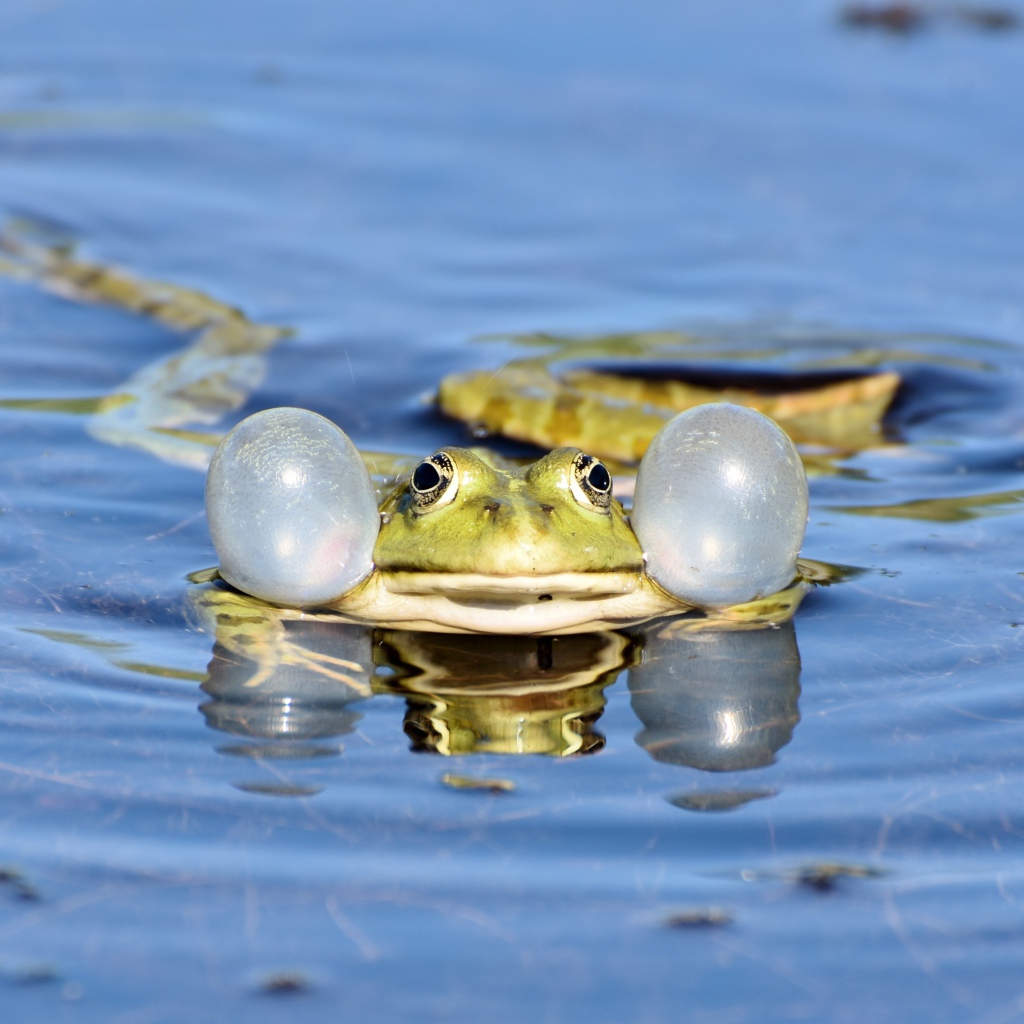 Зеленая лягушка с надутыми щеками в воде