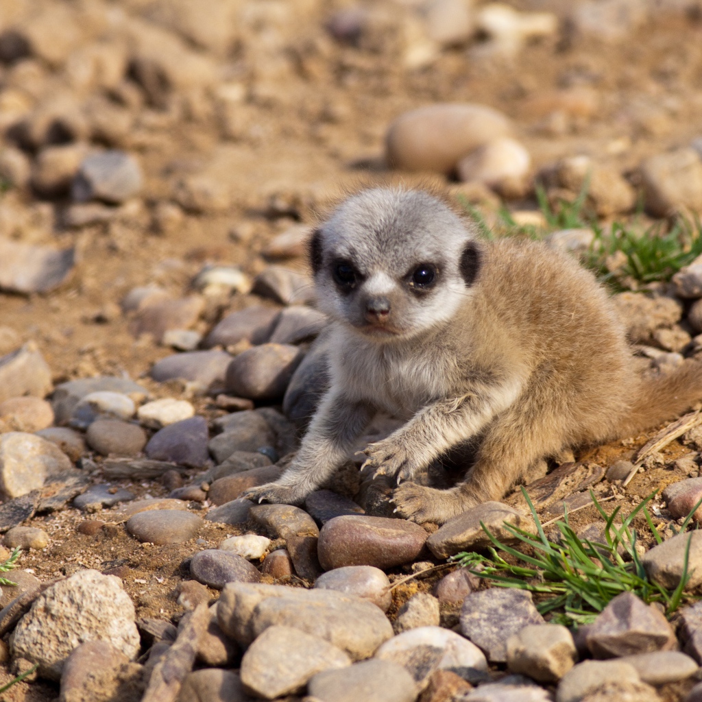 Маленький сурикат сидит на мелких камнях