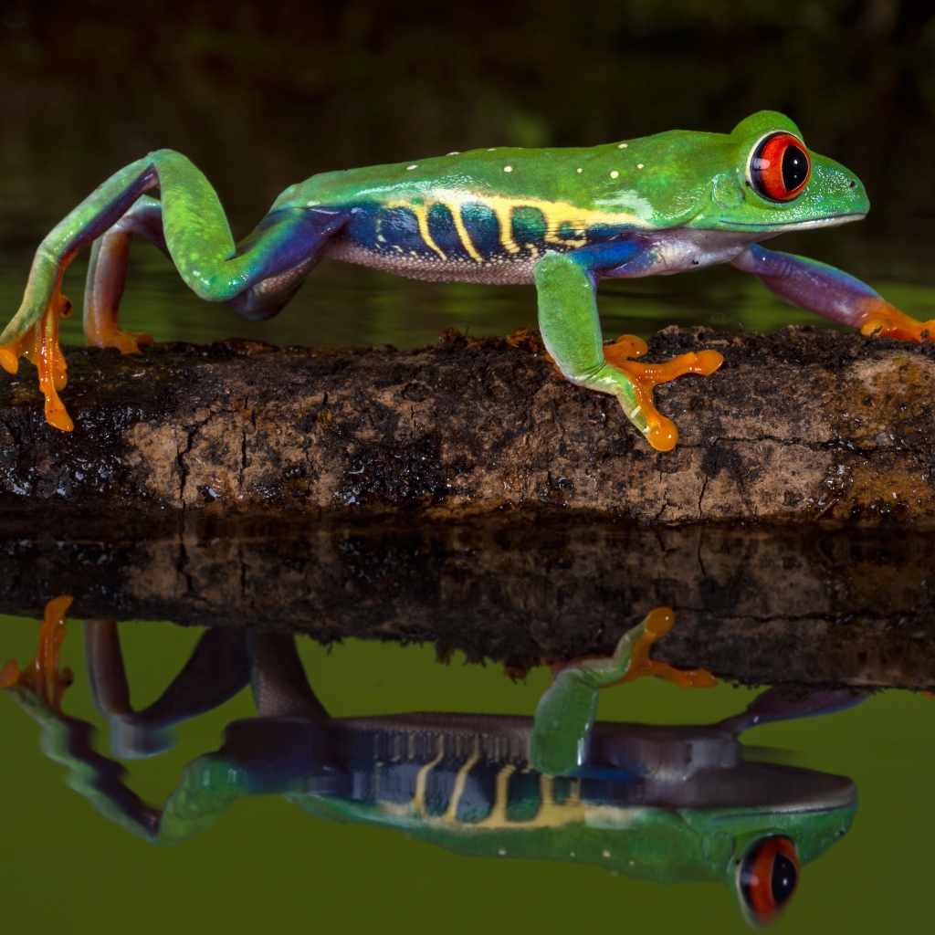 Красноглазая квакша на ветке в воде