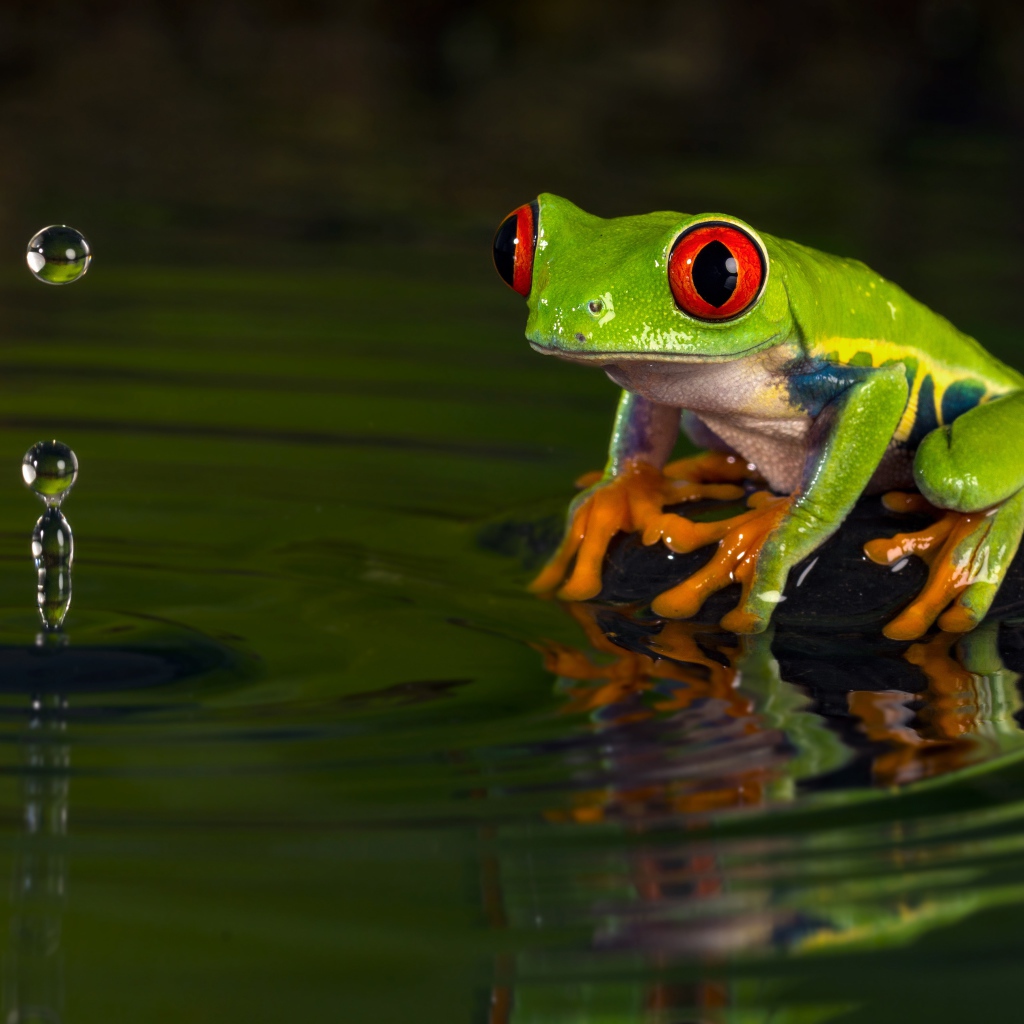 Зеленая лягушка смотрит на каплю в воде