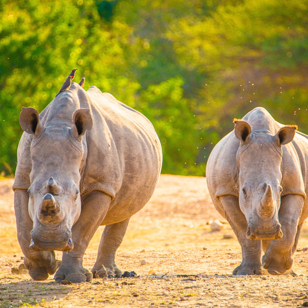 Два носорога бегут по горячему песку 