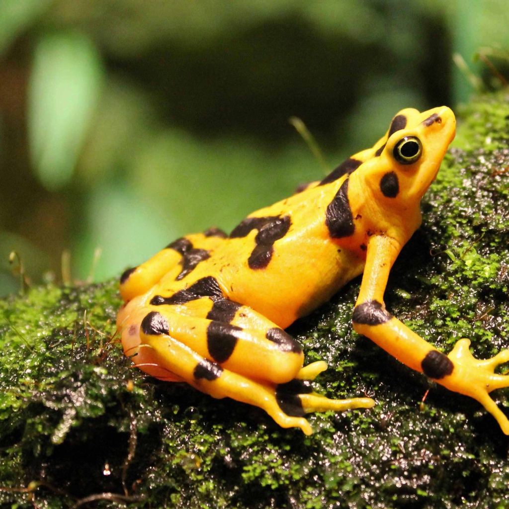 Yellow frog sitting on a wet moss