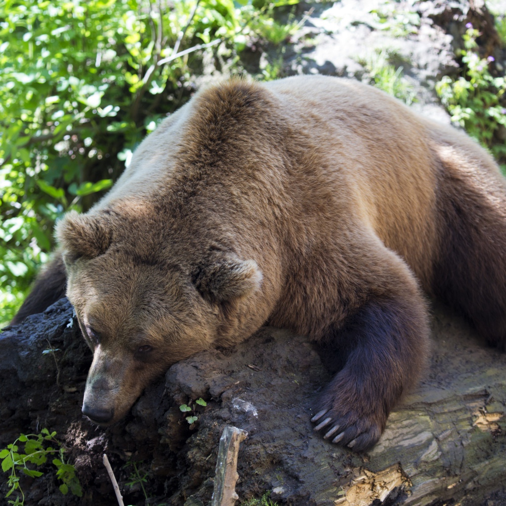 Большой бурый медведь лежит на сухом дереве