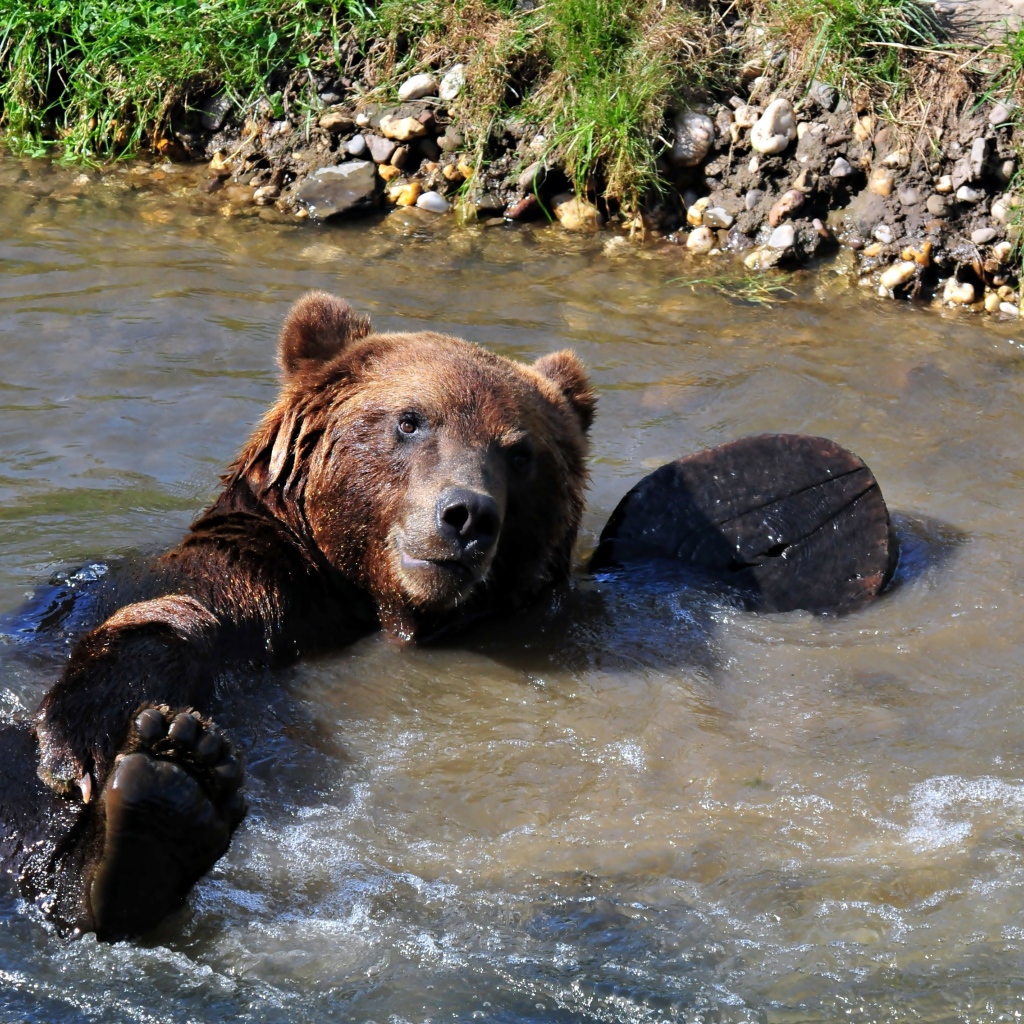 A large brown bear swims in a creek