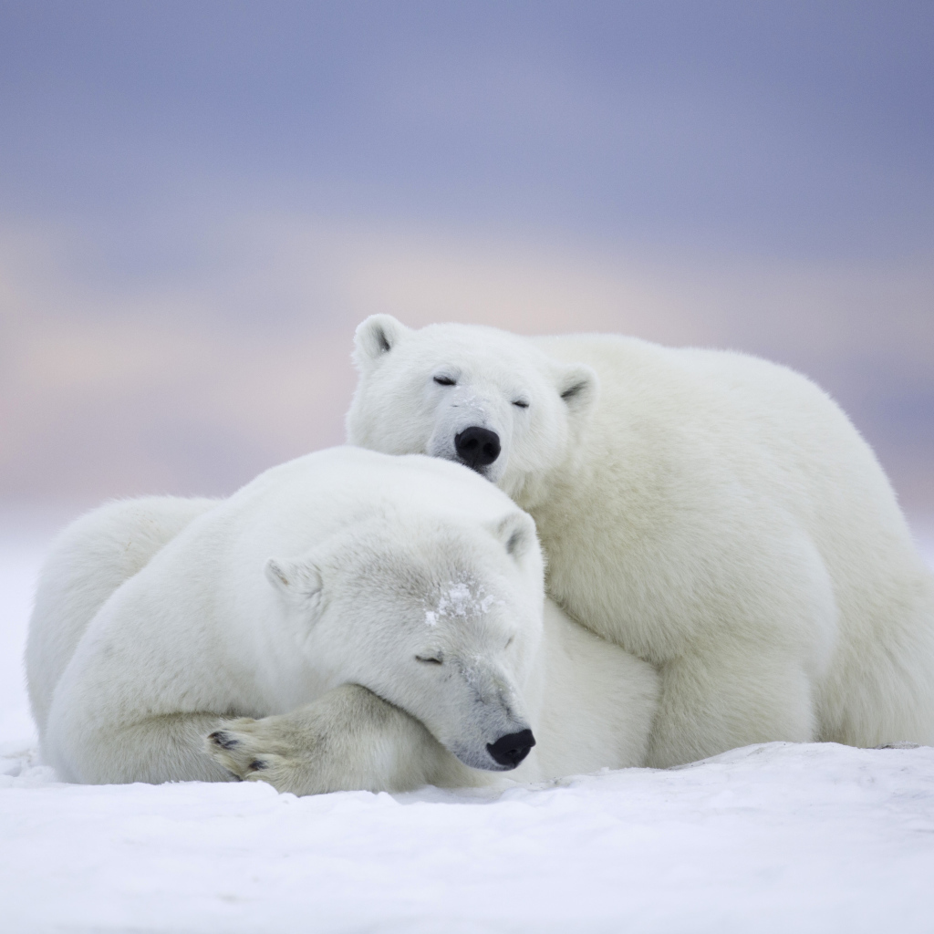 Пара больших белых медведей спит на снегу