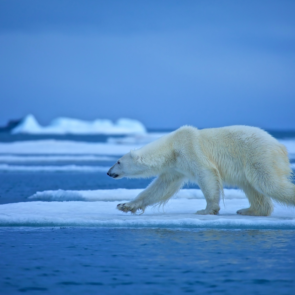 Белый медведь идет по льдине