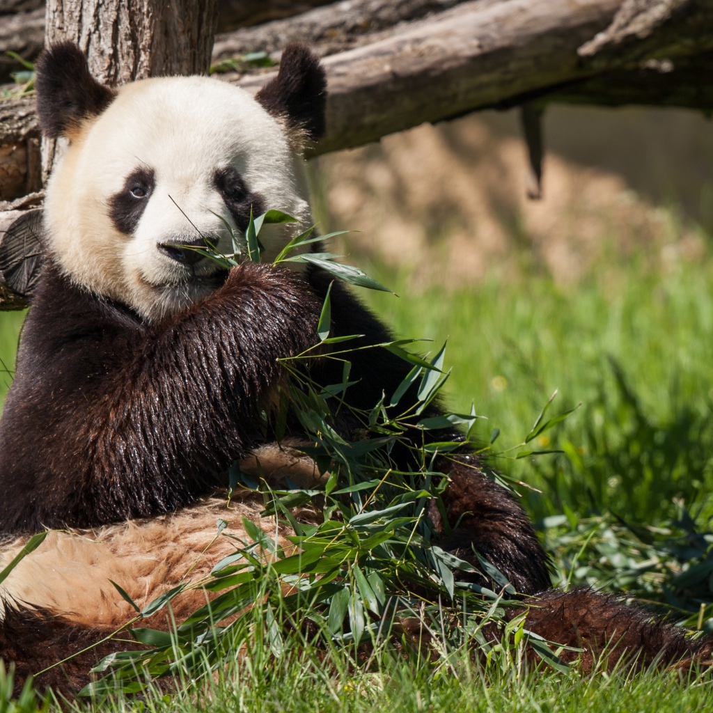 Мокрый медведь панда ест зеленые листья