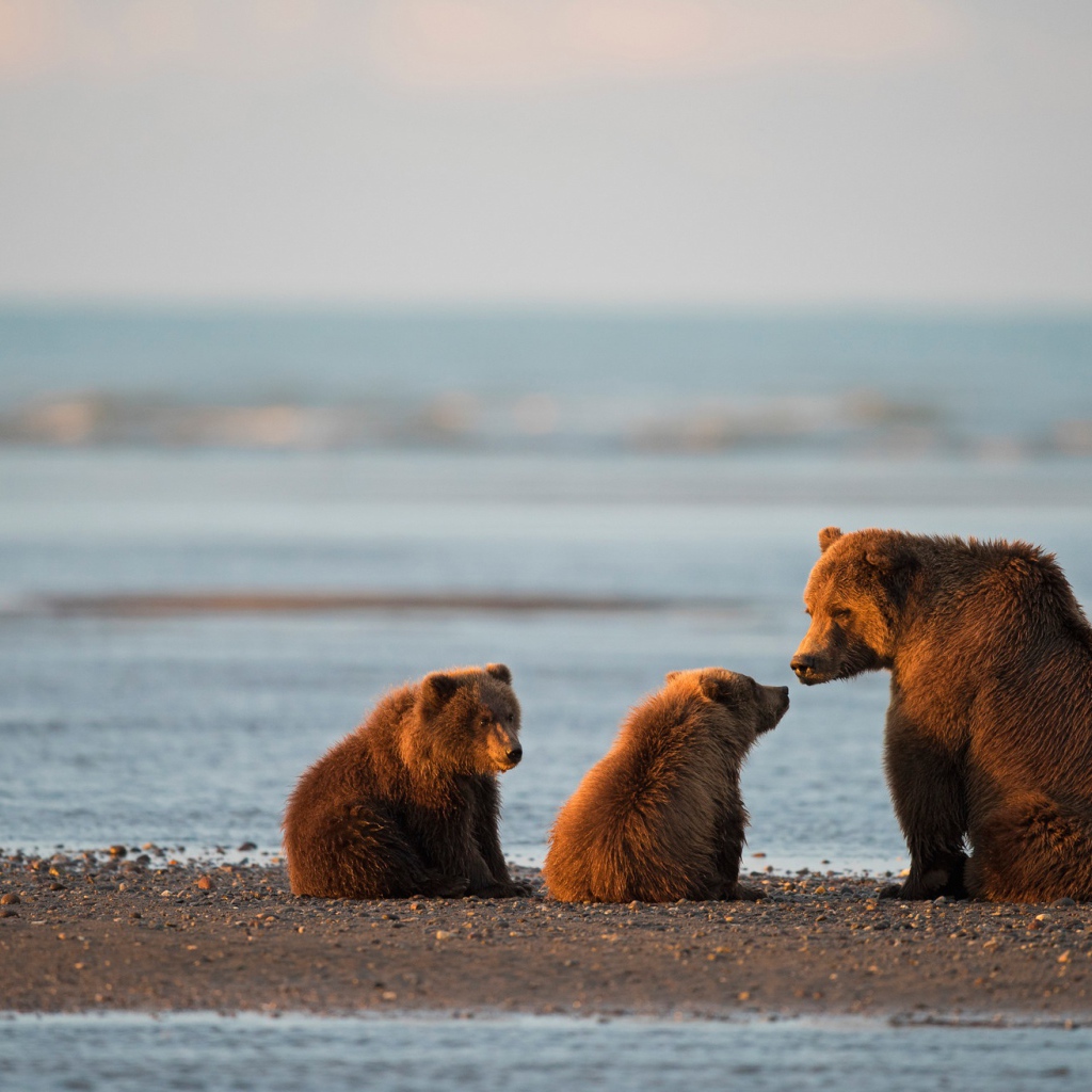 Большая бурая медведица с медвежатами у воды