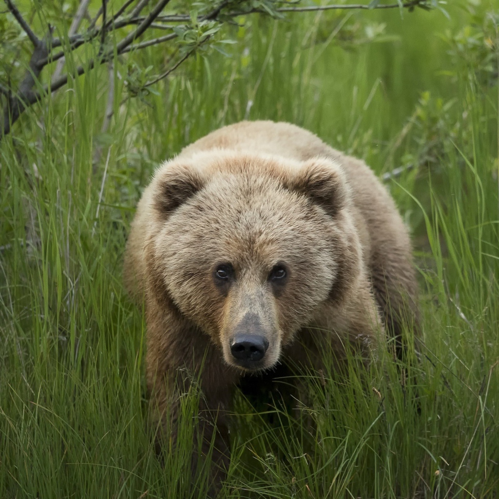 Большой бурый медведь в зеленой траве 