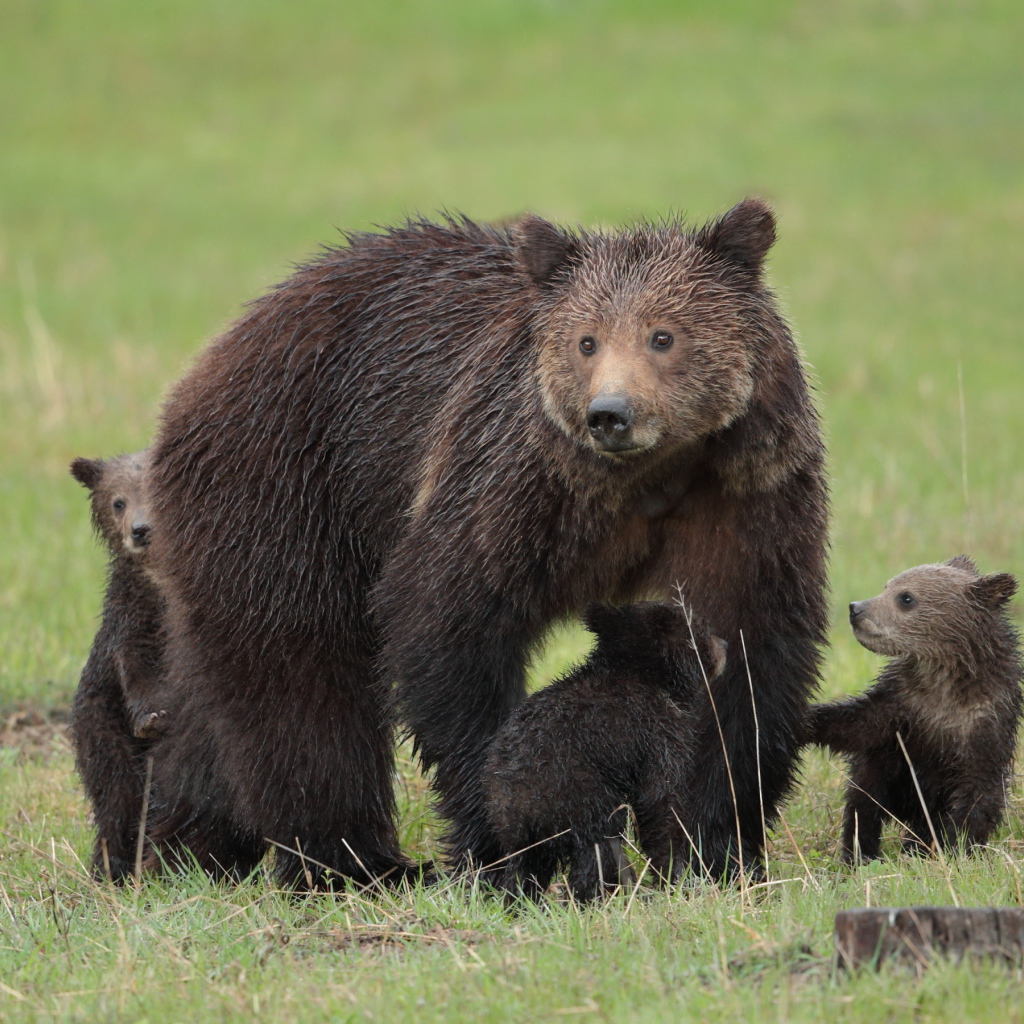 Большая бурая медведица с медвежатами на зеленой траве