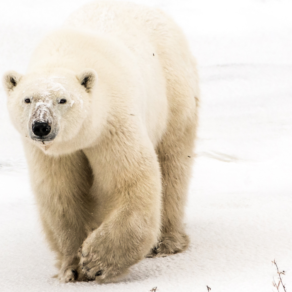Большой грозный белый медведь идет по снегу