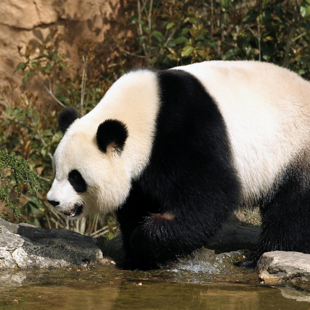 Большая панда идет по воде