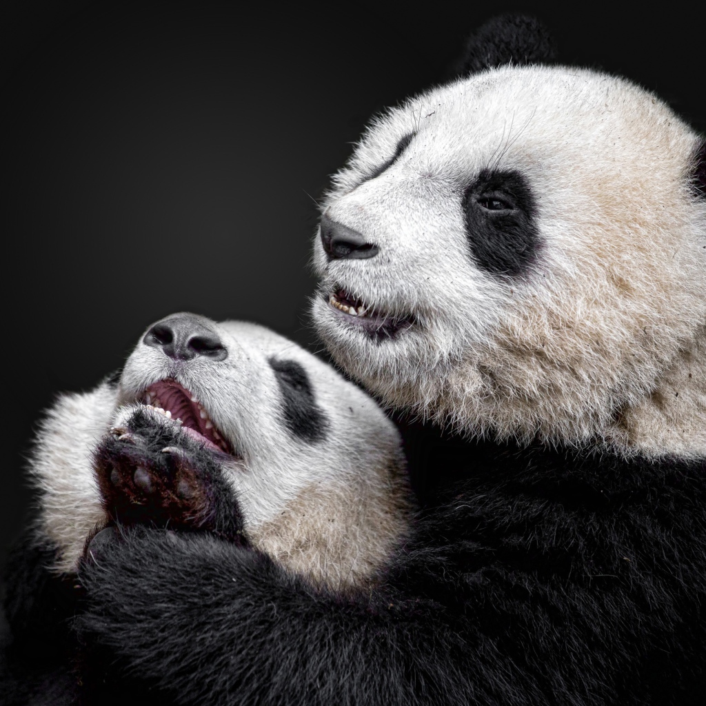 Большая панда с детенышем на сером фоне