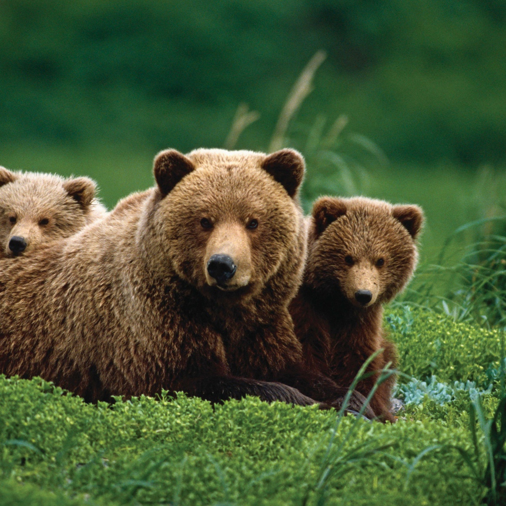 Бурая медведица с медвежатами в зеленой траве