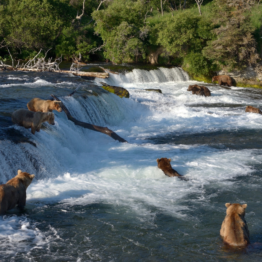 Бурые медведи ловят рыбу в горной реке