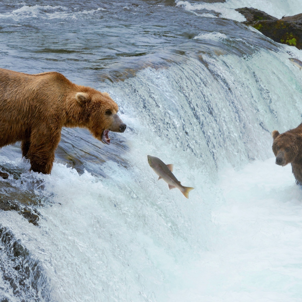 Бурые медведи ловят рыбу на реке