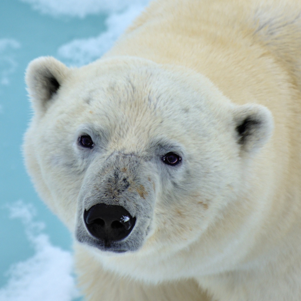 Большой полярный медведь крупным планом