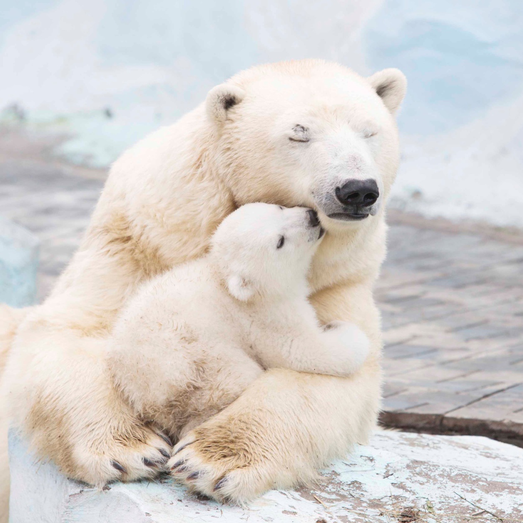 Большая белая медведица обнимает медвежонка