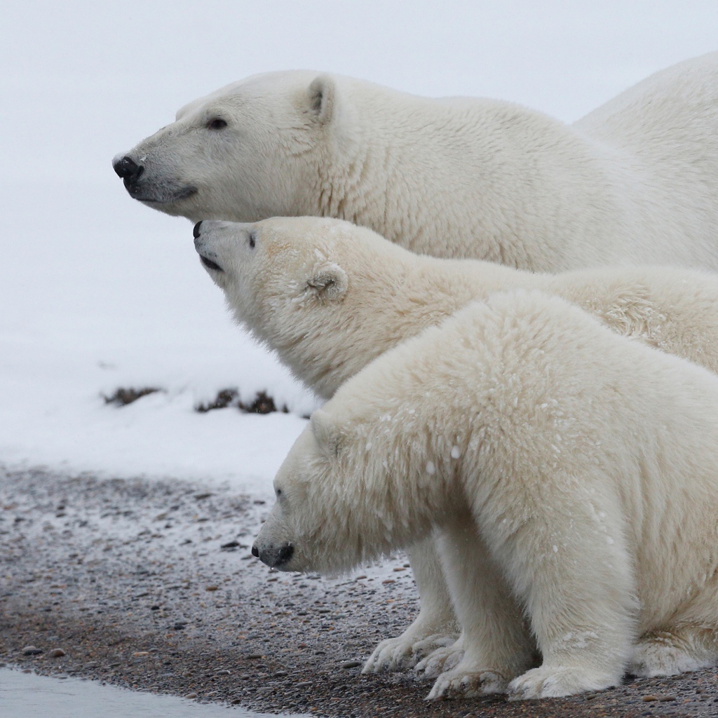 Большая белая медведица с медвежатами 
