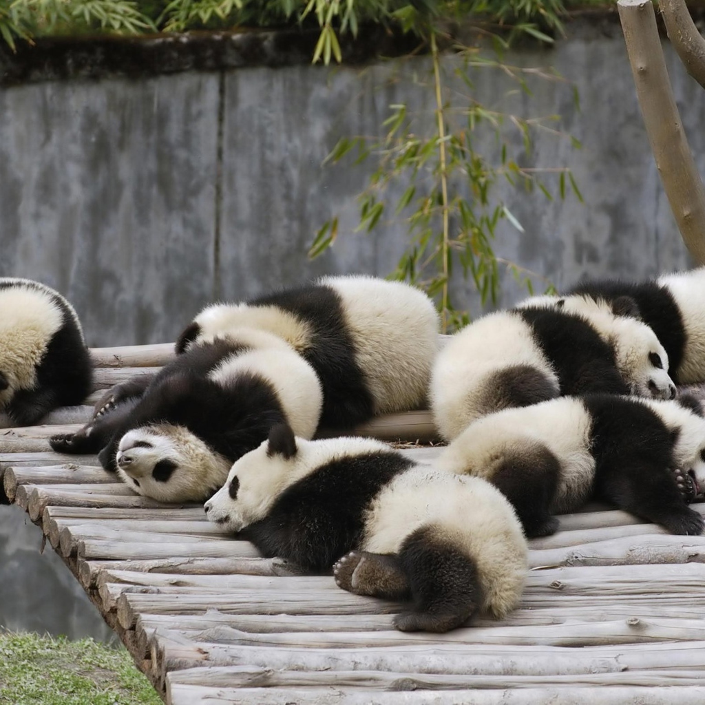 Маленькие милые панды спят на деревянном мосту