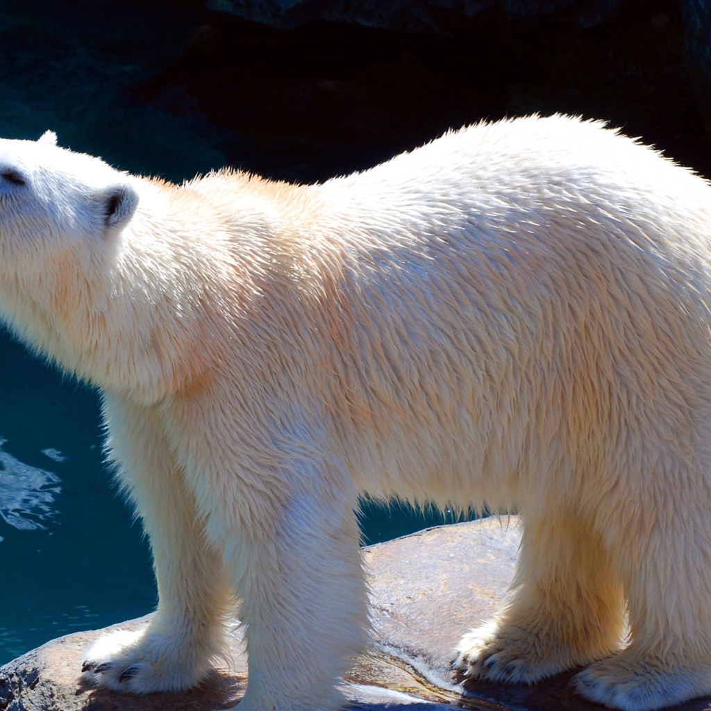 Белый медведь в зоопарке у воды