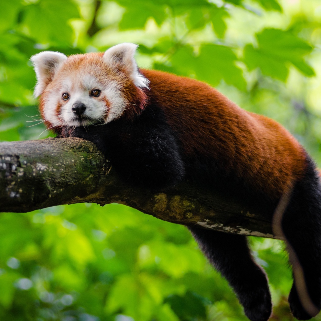 Малая панда лежит на дереве