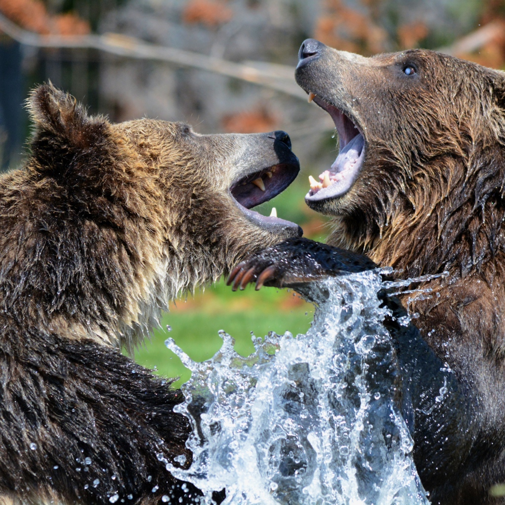 Два медведя дерутся в воде