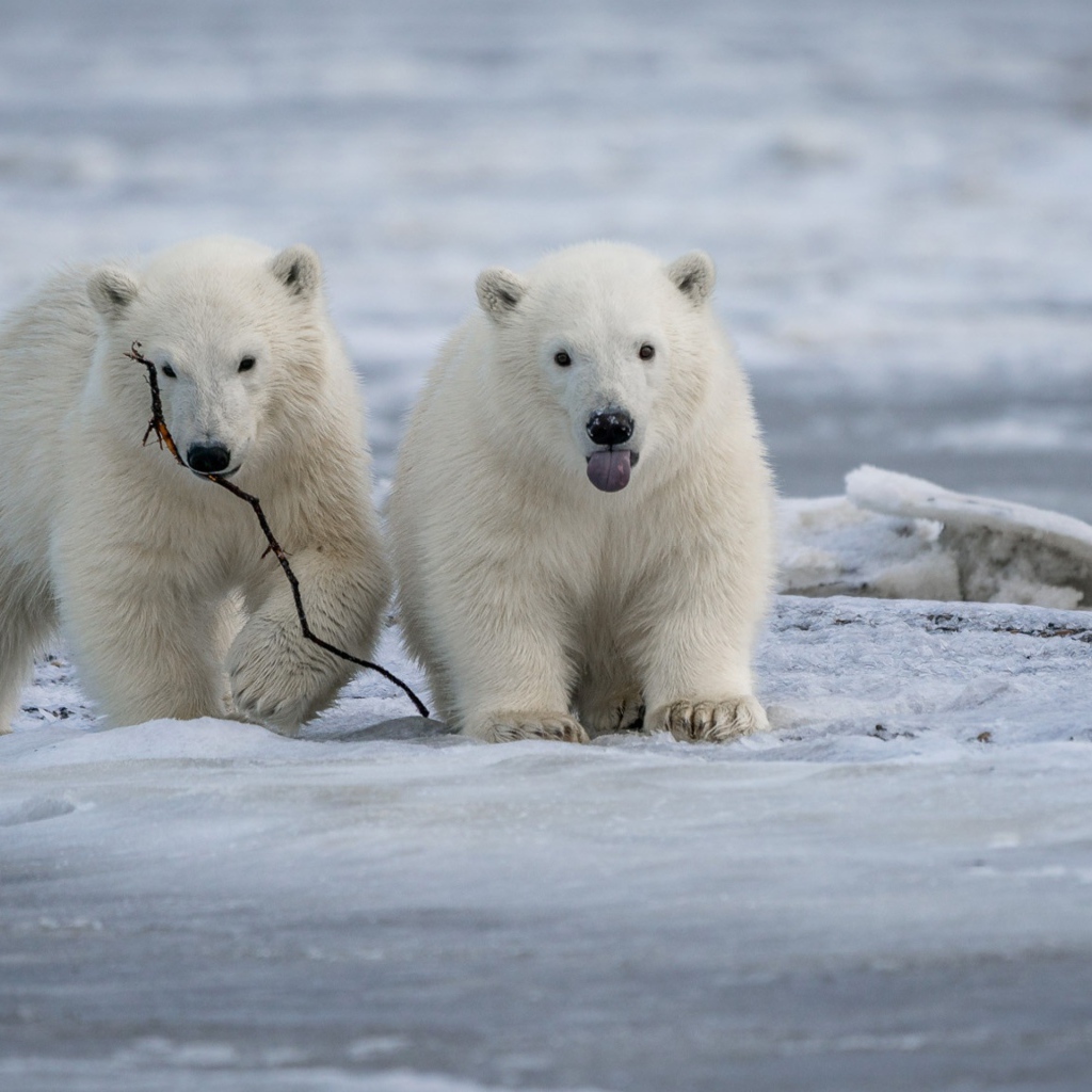 Два маленьких белых медвежонка на снегу