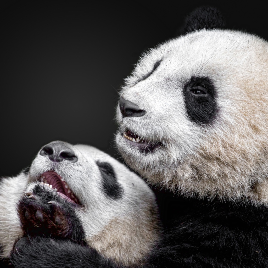 Две панды на сером фоне 