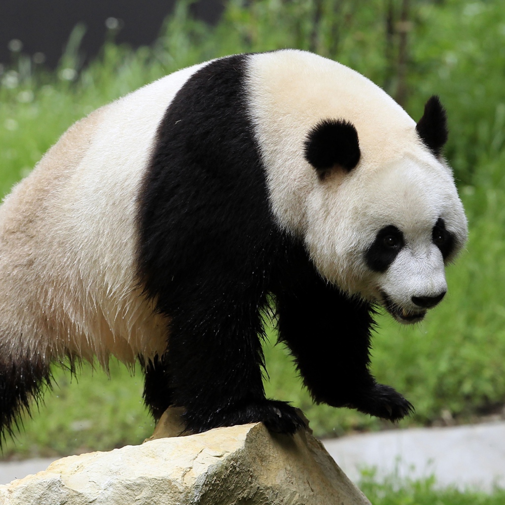 Wet big panda bear stands on a rock