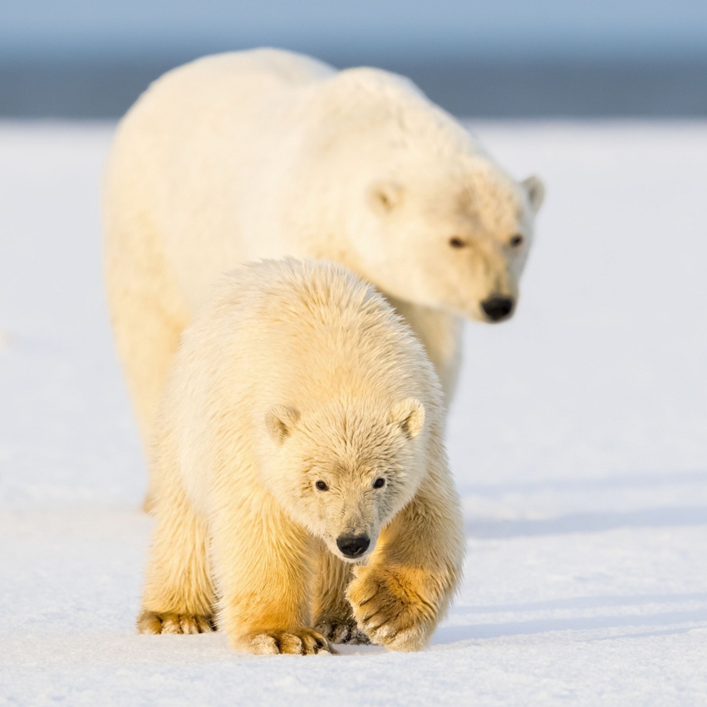Белая медведица с медведица с медвежонком на снегу 
