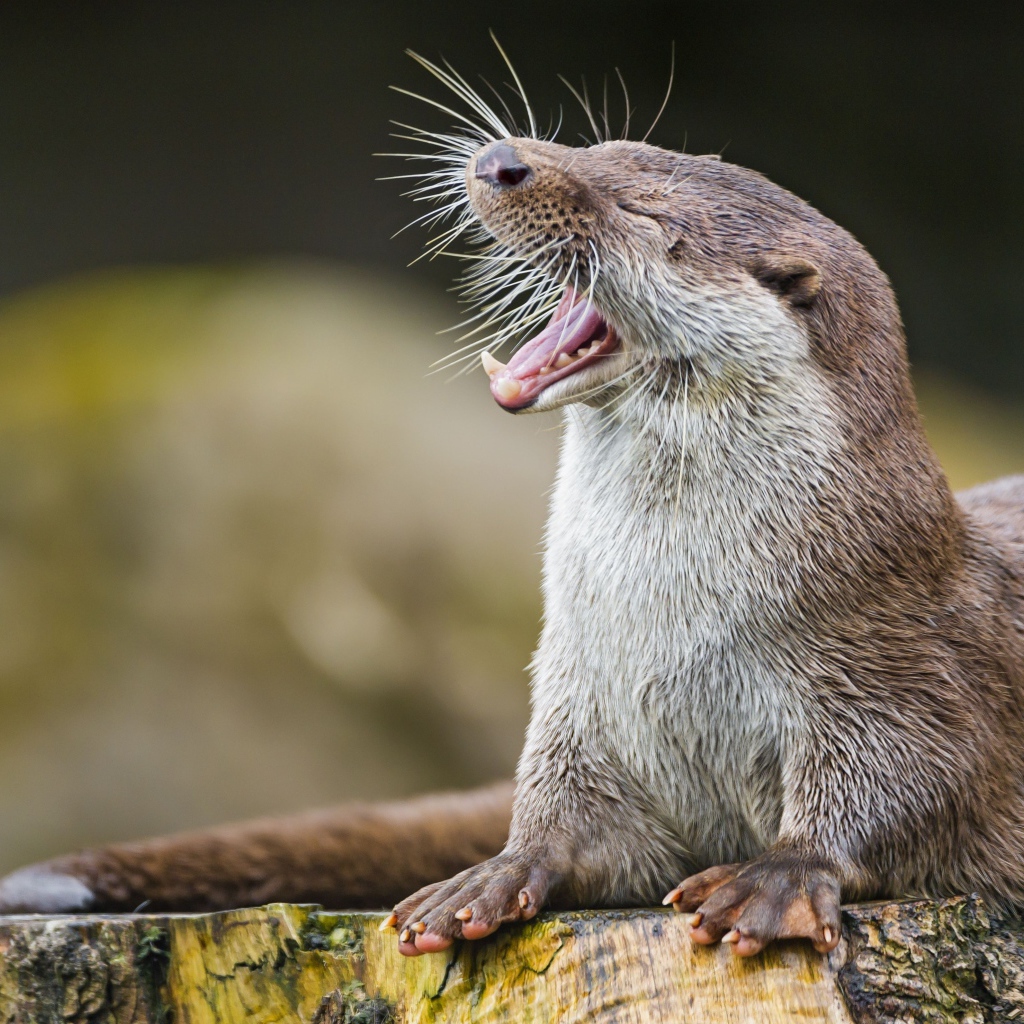 Забавная выдра зевает