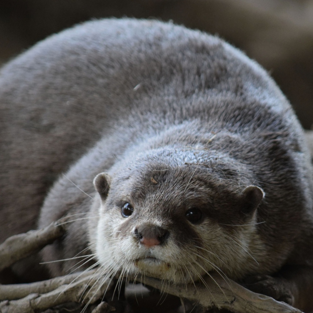 Серая выдра лежит на сухих ветках 