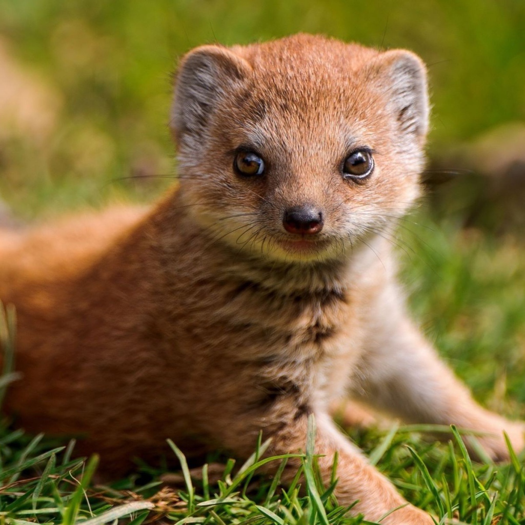 Маленький мангуст на зеленой траве