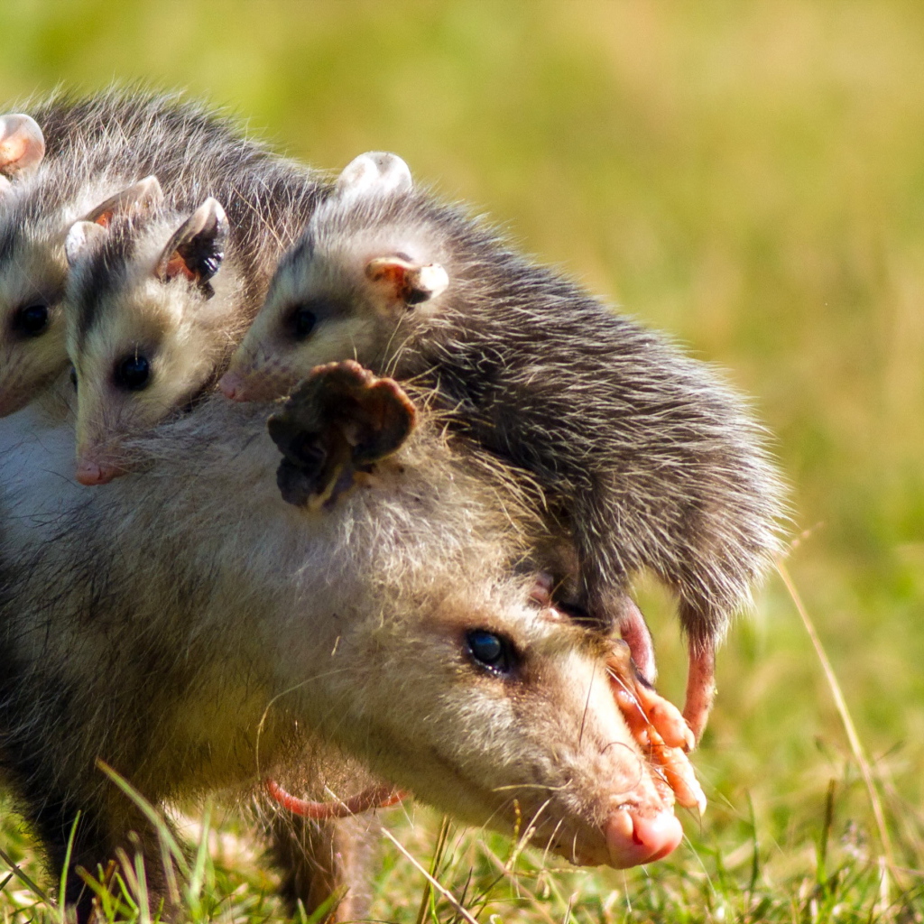 Опоссум с детенышами на спине