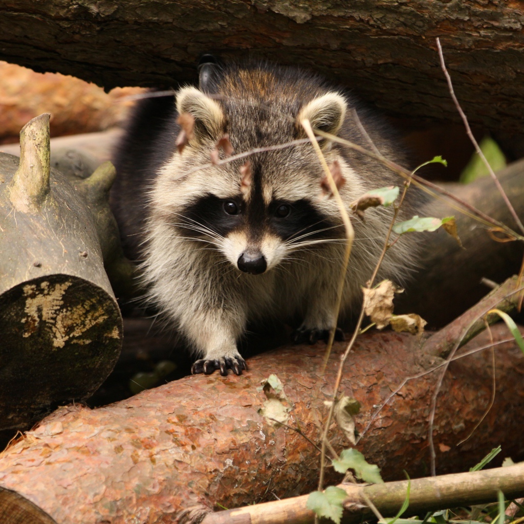 Енот сидит на деревянных пнях