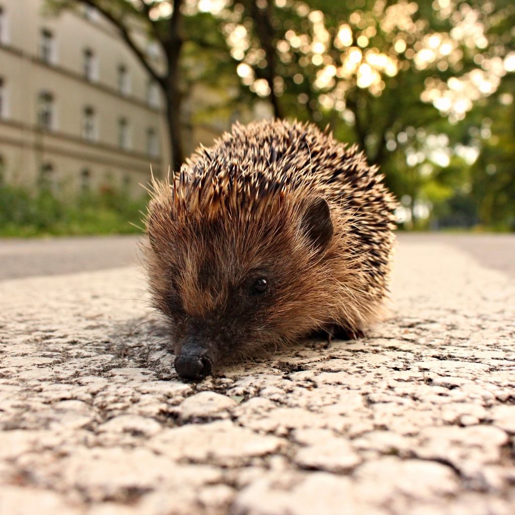 Колючий ежик стоит на тротуаре