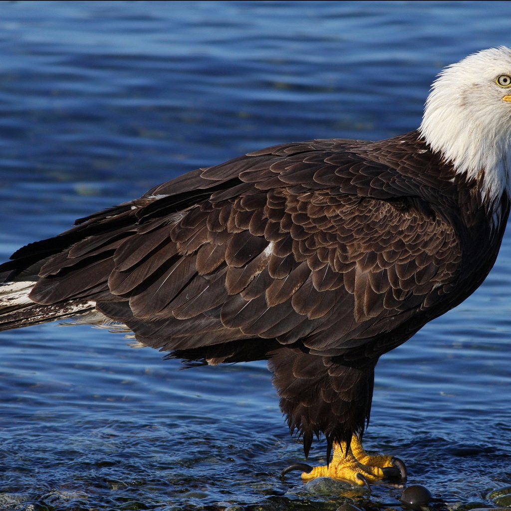 Красивый белоголовый орлан стоит в воде