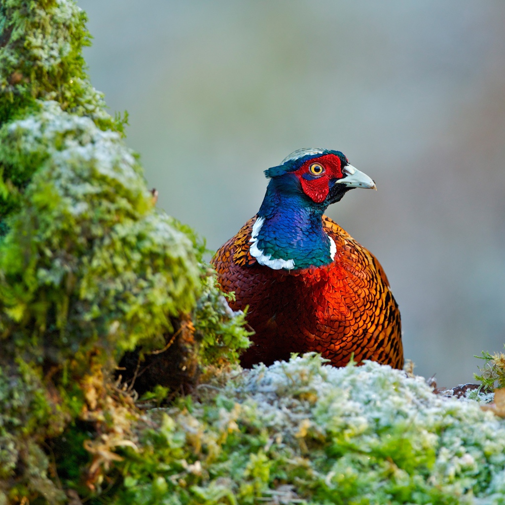 Красивый разноцветный фазан сидит на траве покрытой мхом