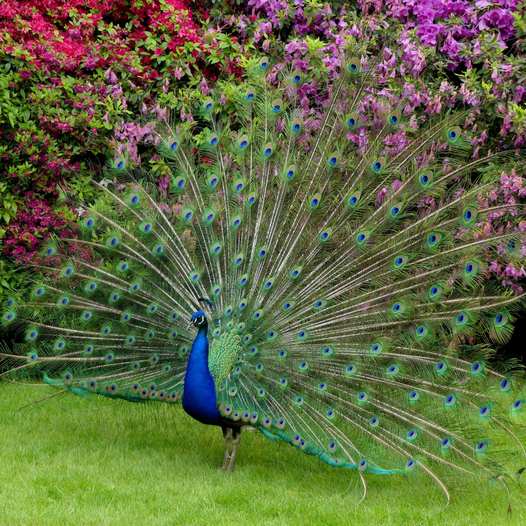 Красивый павлин распушил хвост 