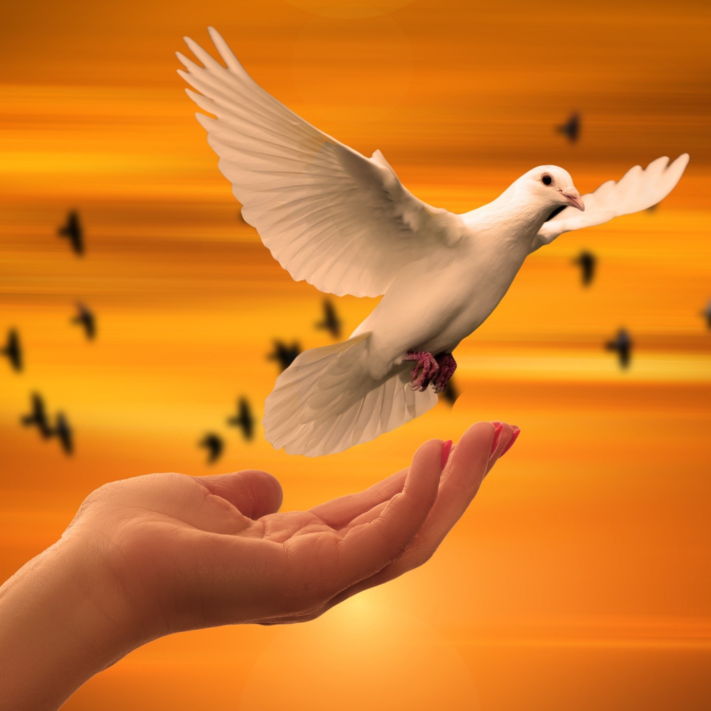 Красивый белый голубь взлетает с руки 