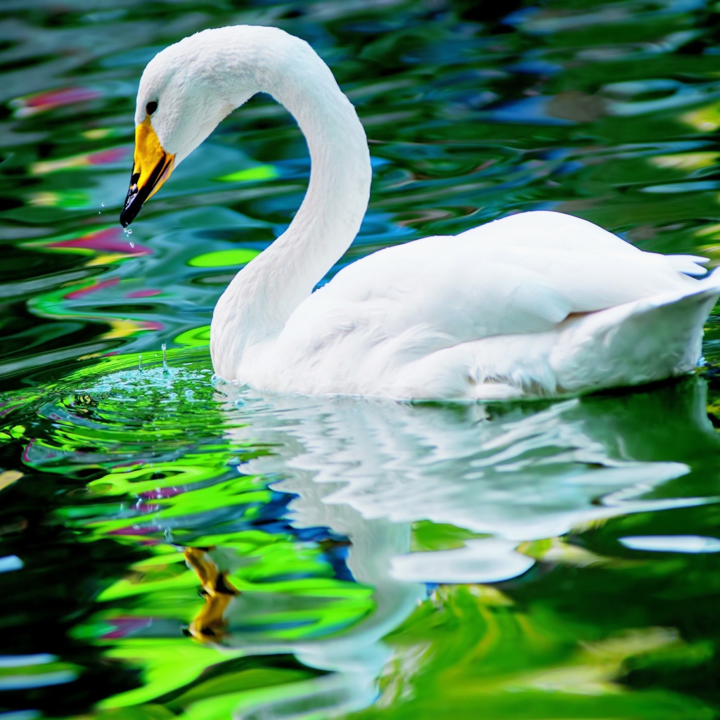 Красивый белый лебедь отражается в воде